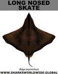 LONG NOSED SKATE T