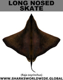 LONG NOSED SKATE T