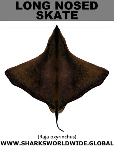 LONG NOSED SKATE T