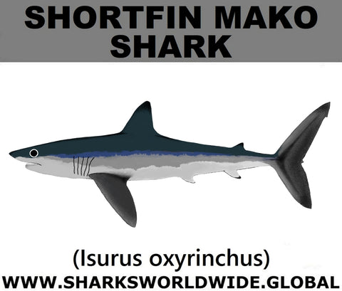 SSP SHORTFIN C
