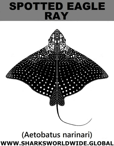 SPOTTED EAGLE RAY T