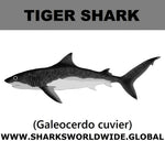 SSP TIGER SHARK C