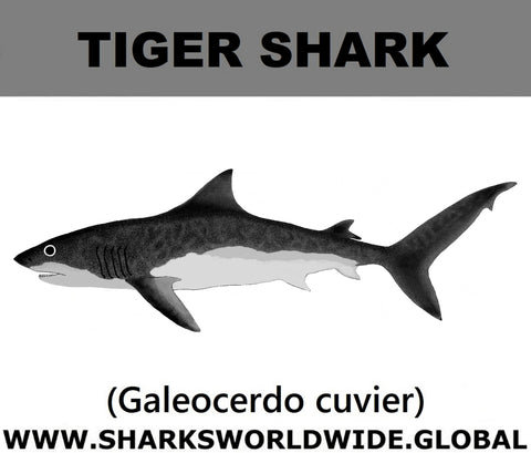 SSP TIGER SHARK C