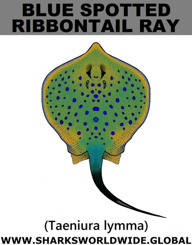 B S RIBBONTAIL RAY T