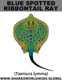 GR BS RIBBONTAIL C