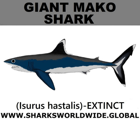 SSP GIANT MAKO C