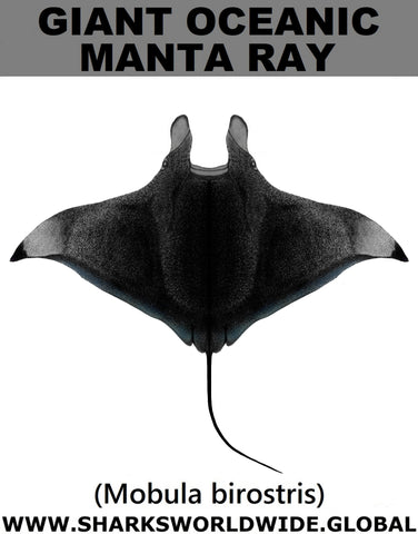 G OCEANIC MANTA C