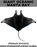 G OCEANIC MANTA M