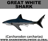 SSP GREAT WHITE C