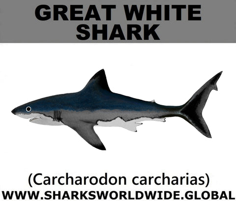 SSP GREAT WHITE C