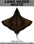 LONG NOSED SKATE C