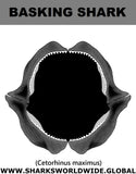 GR BASKING SHARK J C