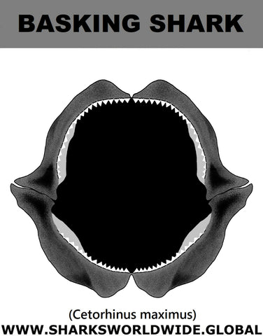 GR BASKING SHARK J C