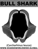 GR BULL SHARK J C