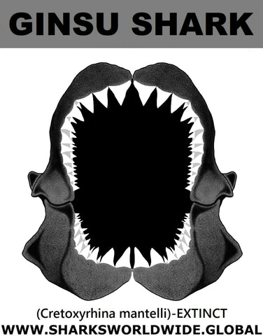 GR GINSU SHARK J C