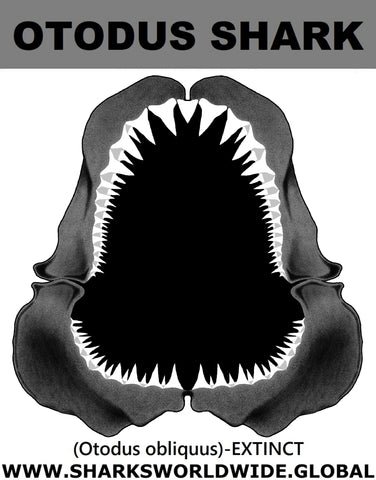 GR OTODUS J C
