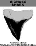 GR BIGNOSE SHARK T M