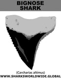 GR BIGNOSE SHARK T M