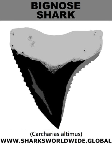 GR BIGNOSE SHARK T M