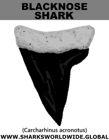 GR BLACKNOSE T M