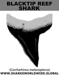 GR BLACKTIP REEF T C