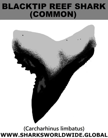 GR BLKTR (C) T M