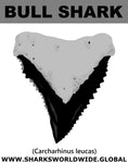 GR BULL SHARK T M
