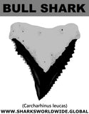 GR BULL SHARK T M