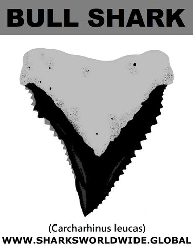 GR BULL SHARK T M