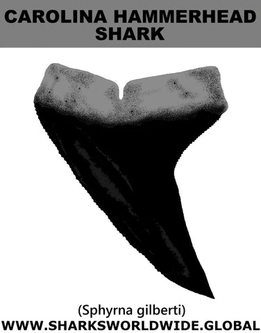 GR CARO HAMMER T M