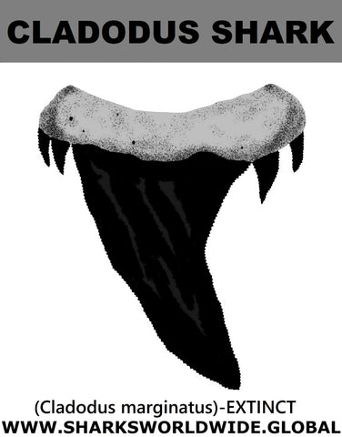 GR CLADODUS T M