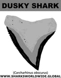GR DUSKY SHARK T M