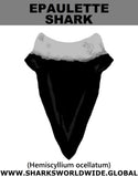GR EPAULETTE SHARK T M