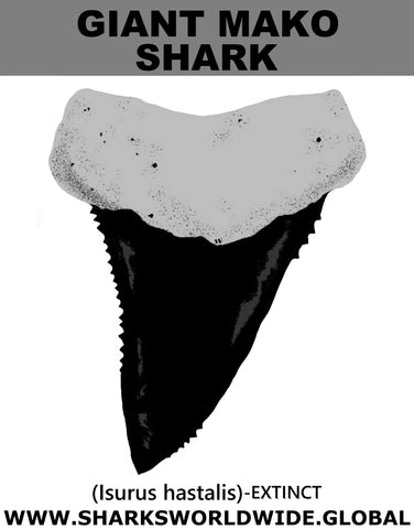 GR GIANT MAKO T M
