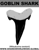 GR GOBLIN SHARK T M