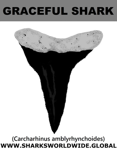 GR GRACEFUL T M