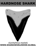 GR HARDNOSE T M