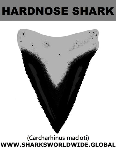 GR HARDNOSE T M