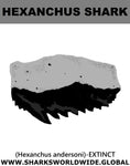 GR  HEXANCHUS T M