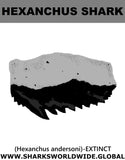 GR  HEXANCHUS T M