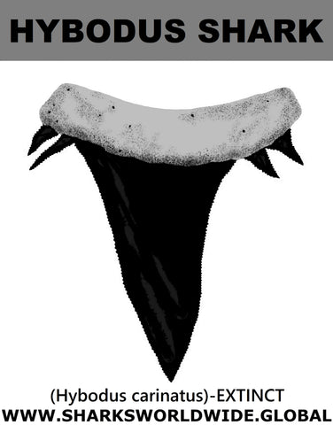 GR HYBODUS T M