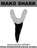GR MS MINUTUS T M