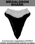 GR MEGALODON T C