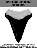 GR MEGALODON T C