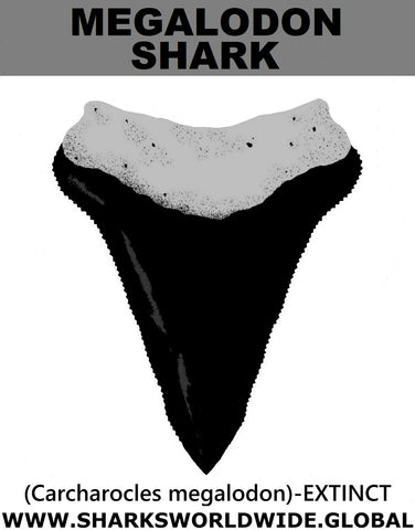 GR MEGALODON T M