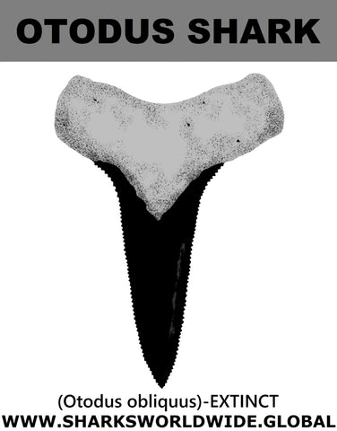 GR OTODUS T C