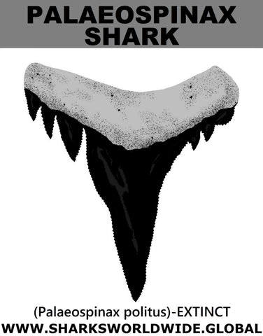 GR PALAEOSPINAX T M