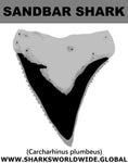 GR SANDBAR SHARK T M