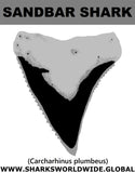 GR SANDBAR SHARK T M