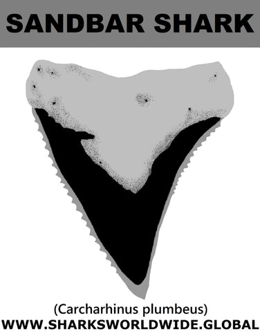 GR SANDBAR SHARK T M
